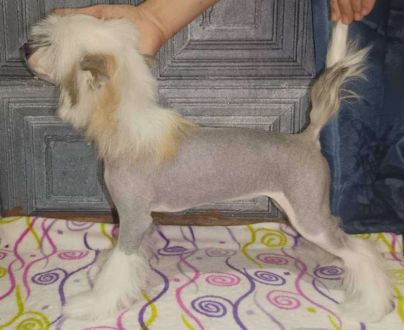 Sofiris Show Story Of Passion