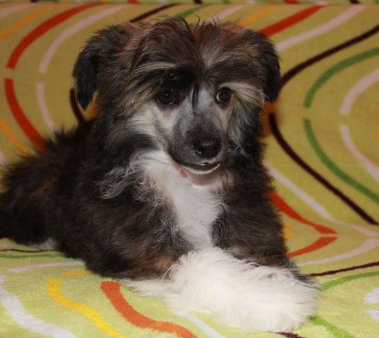 Angel O' Check Zvezda Algira.