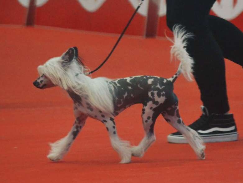 Volcancrest Mauna Loa