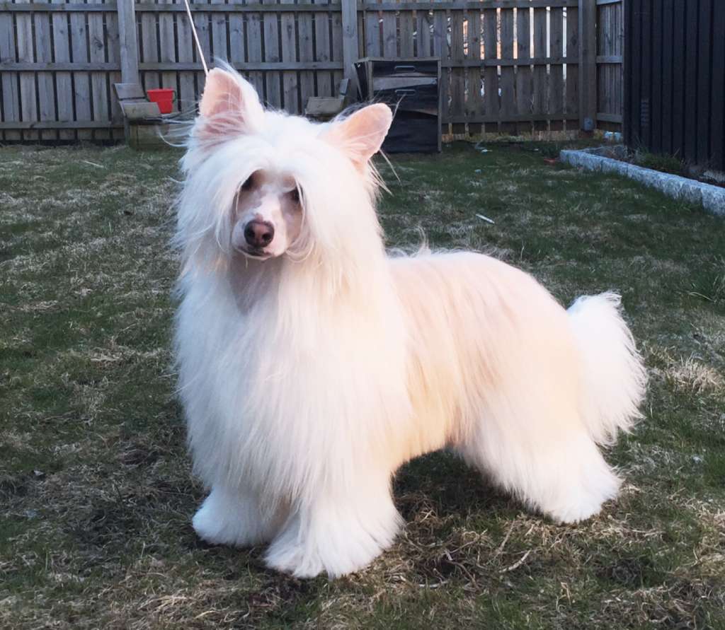 Moelmo's Unsolved Mystery