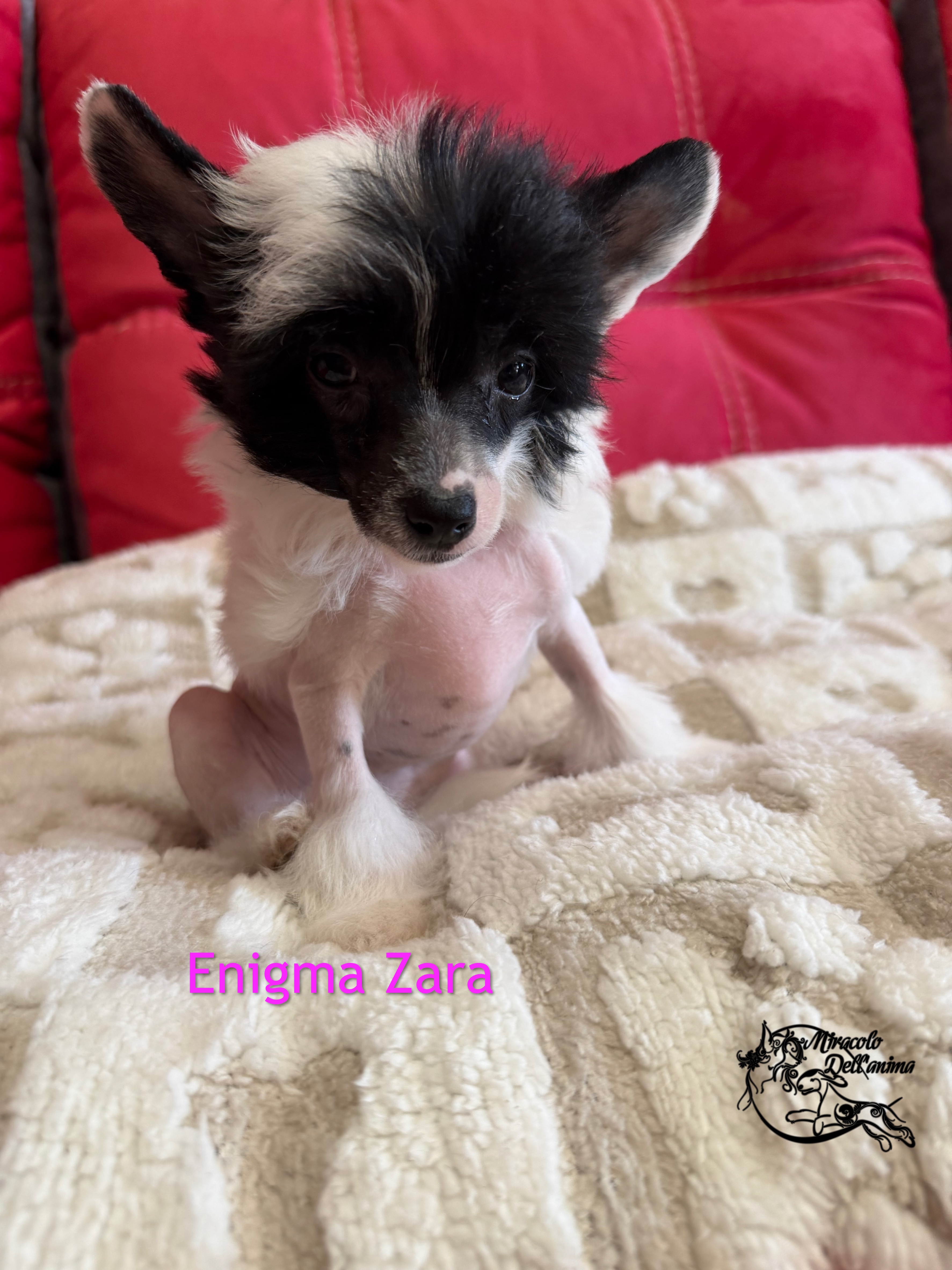 Enigma Zara Miracolo Dell'anima