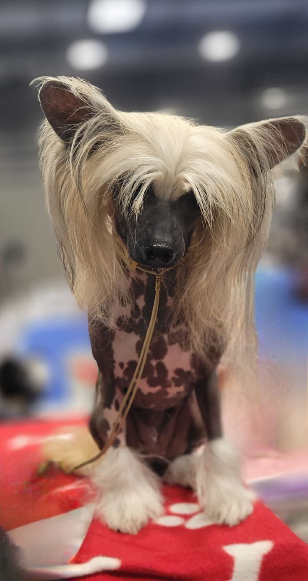 Issami I Love z Jaromerského panství