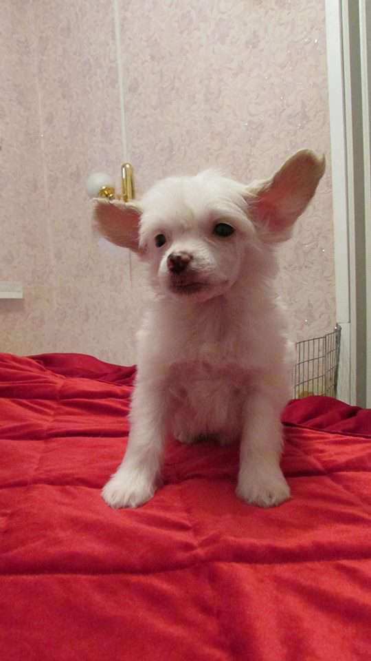 Family Mar'S Nafanail