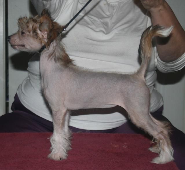 Crestyle Firey Opal HL