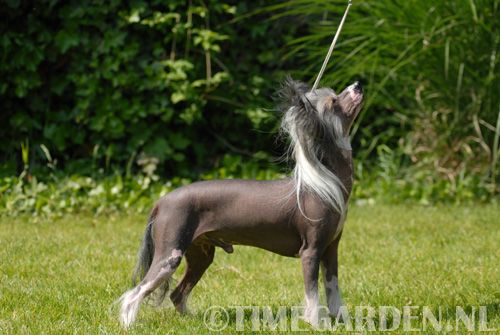 Gentleman Island Shangri-La