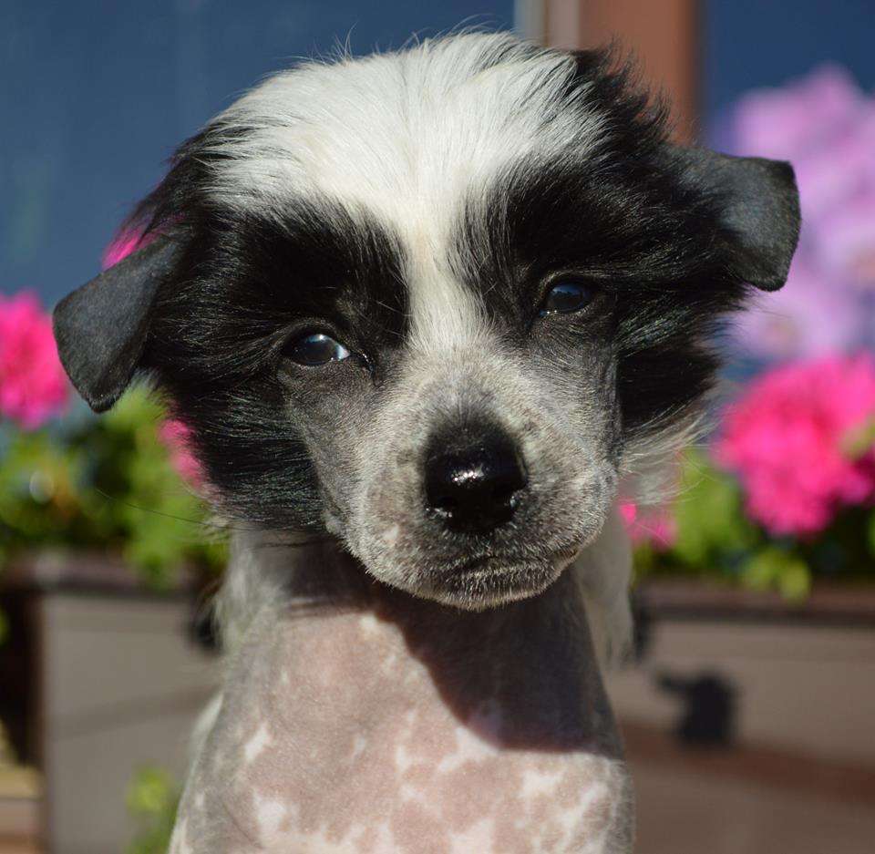 Louis Vuitton z Andelovy dlane