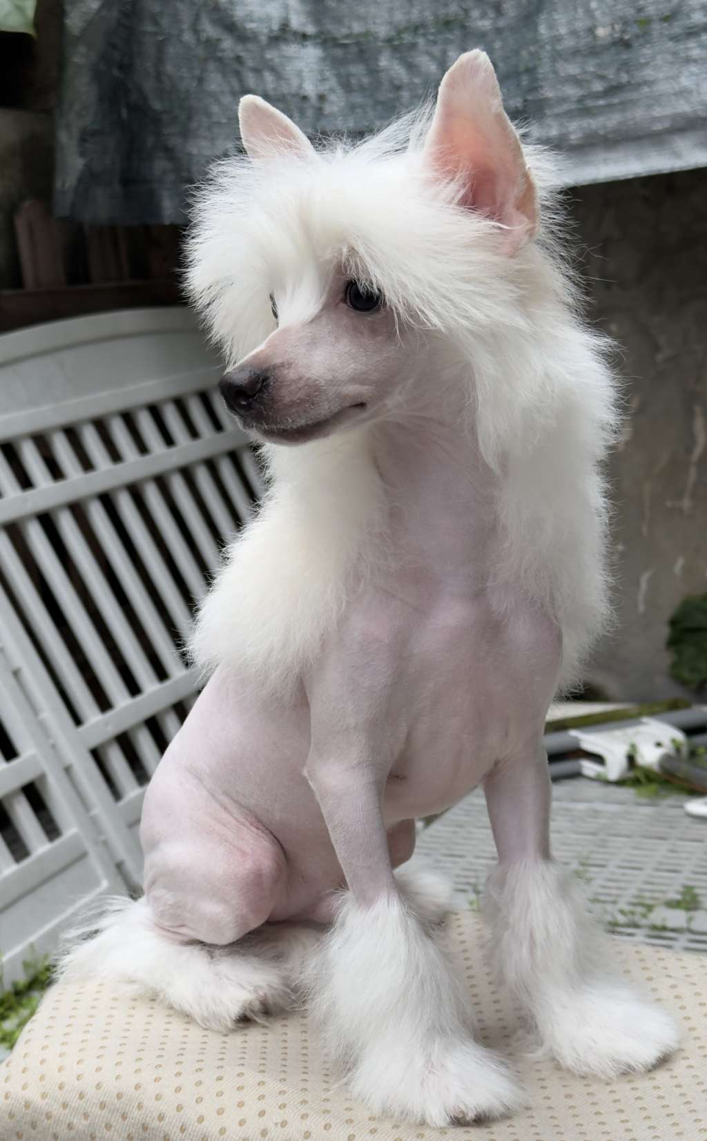 Rosa sinensis ofzhuangmoney