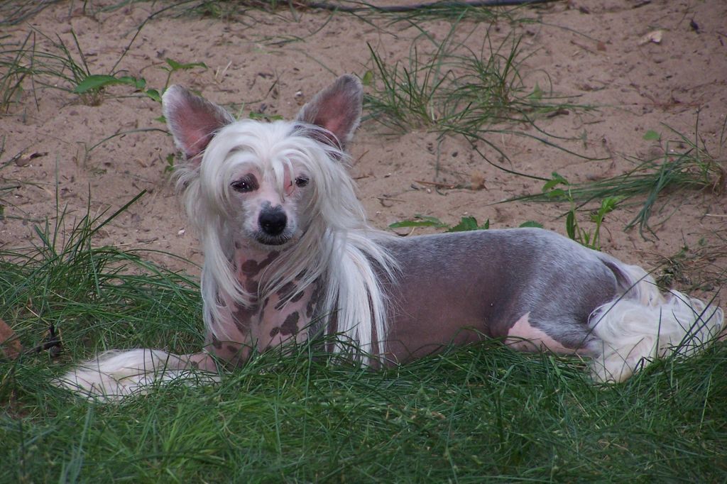 Mstical Moonlight Tinker Bell