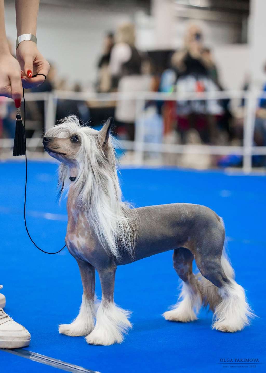 Apriori Vip Wow Yin-Yang For Manful Way