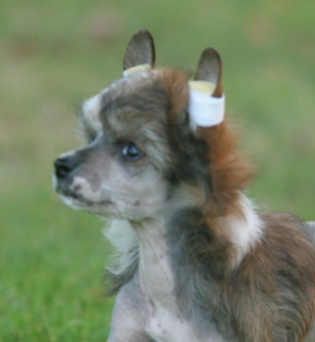 Perfect bad boy de Almamasan