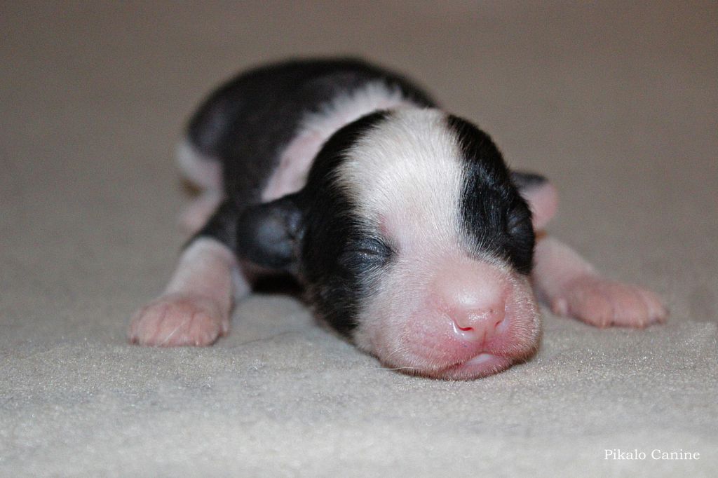 Pikalo Canine's Cherry Blossom