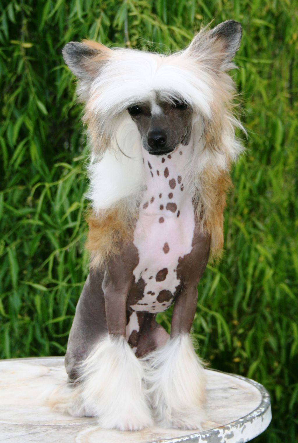 Magnus Staff Fashion Victim