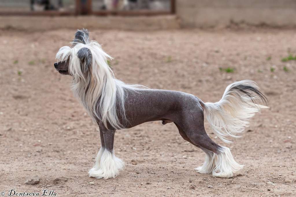 Ilya Muromec iz Sozvezdiya Khana