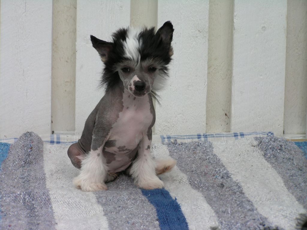 Love Over Gold's La Bella Vita