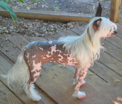 Heart of Dixie's Pixie's Clara Come Lately