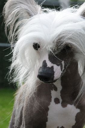 Silver Bluff Masquerade Marquesa