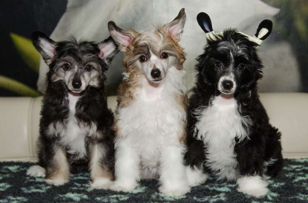 Anna Sky Kennel Roxy Bella