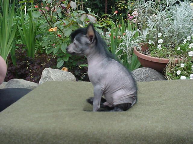 ICF Merlin of Castlecove