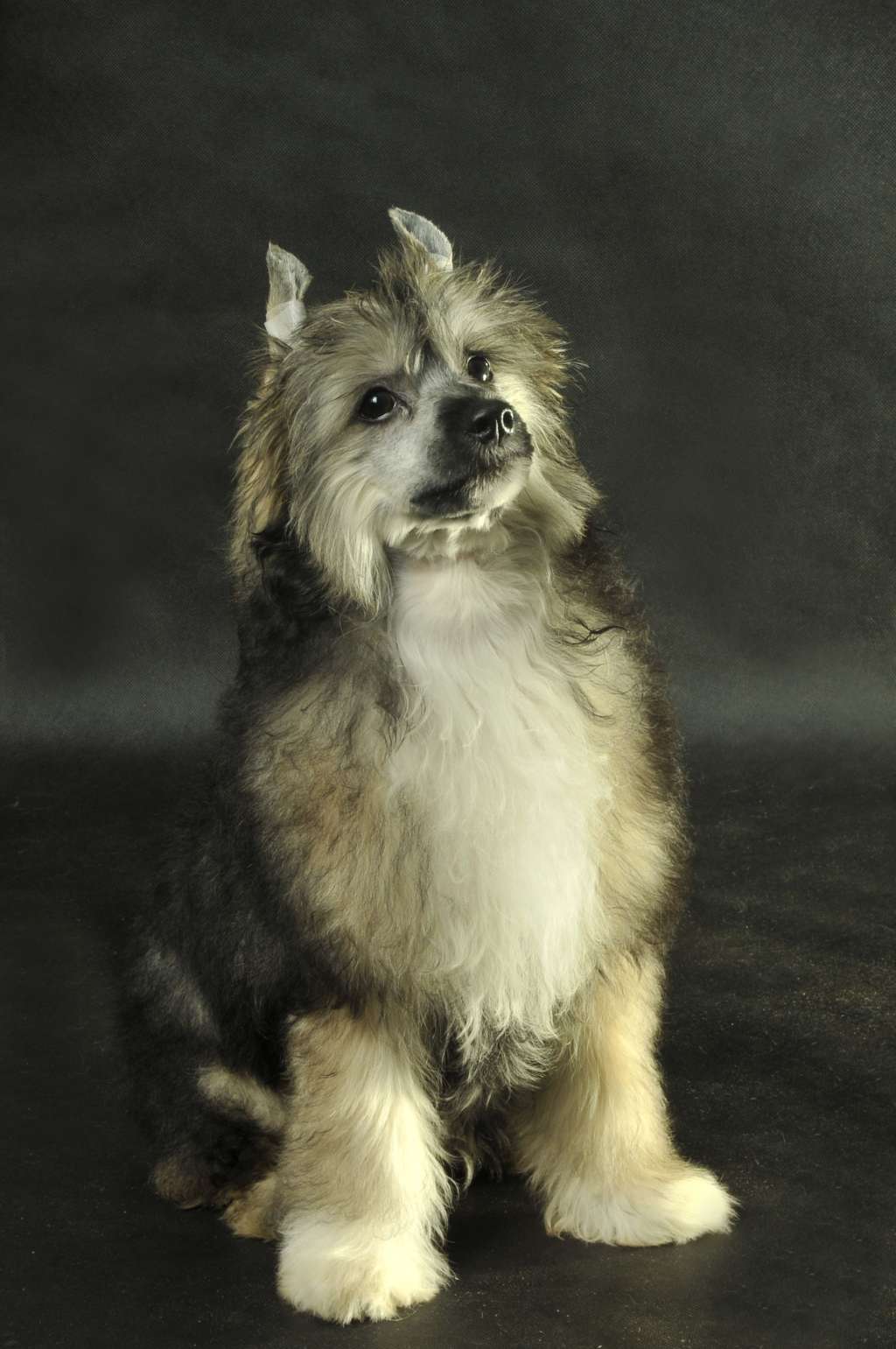 Figaro Zaczarowany Flet