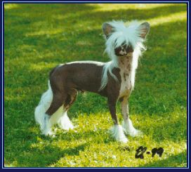 Hibacka's D'Artagnan