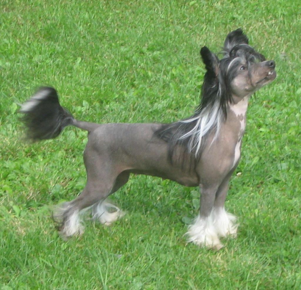 Kiikunkaakun Hunajapupu