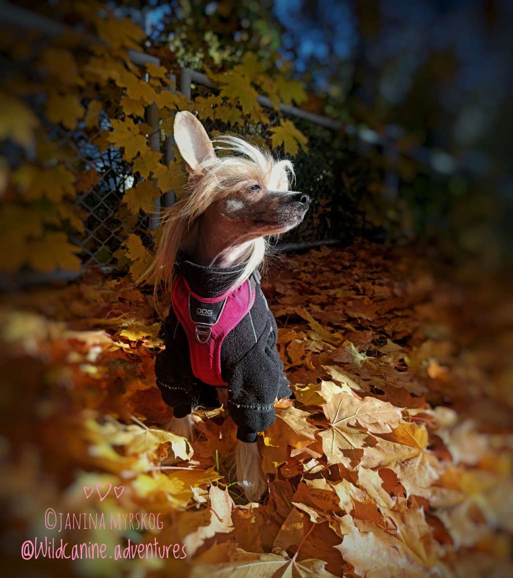 Sun Dan Overdose Of Perfection