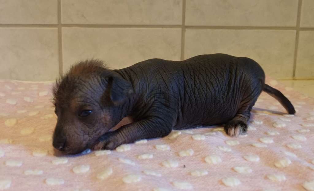 Tapi-Tapi LölleriPölleri