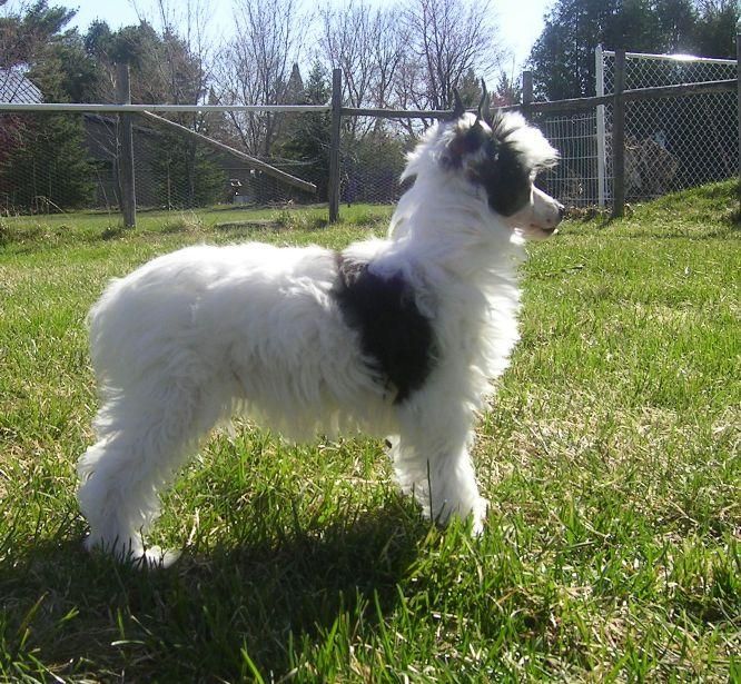 NicNak's Lunar Eclipse PP