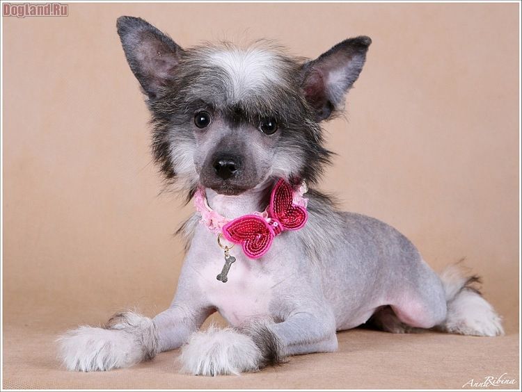 Dogland Happy Tsennaya Shtuchka