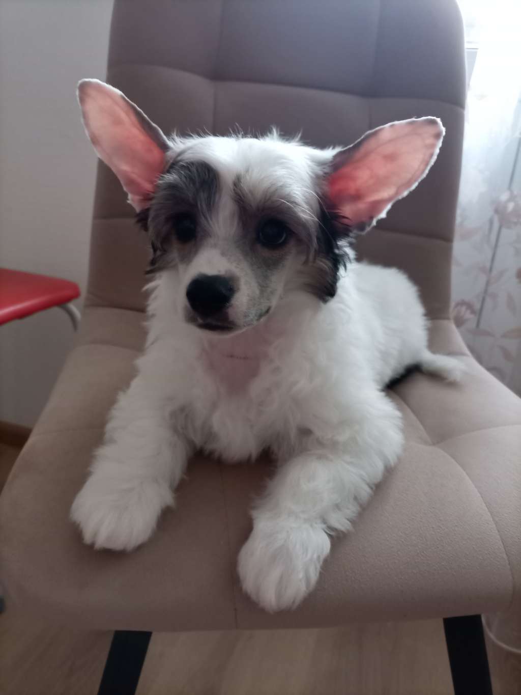 Kovimoti Piquet Nelson Benetton