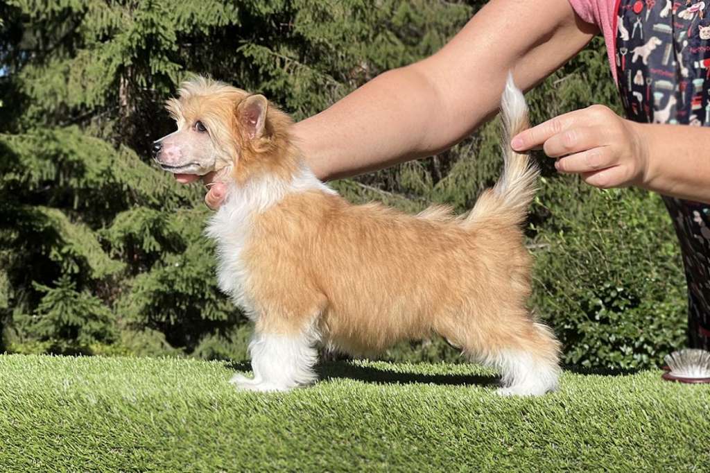 Incanto Del Mondo Vintage