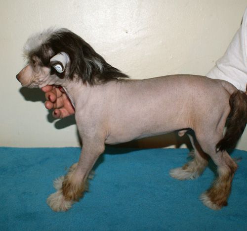 All Saints Eye of a Tiger