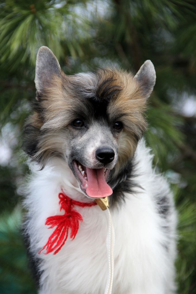 Ashantal Evident Leader