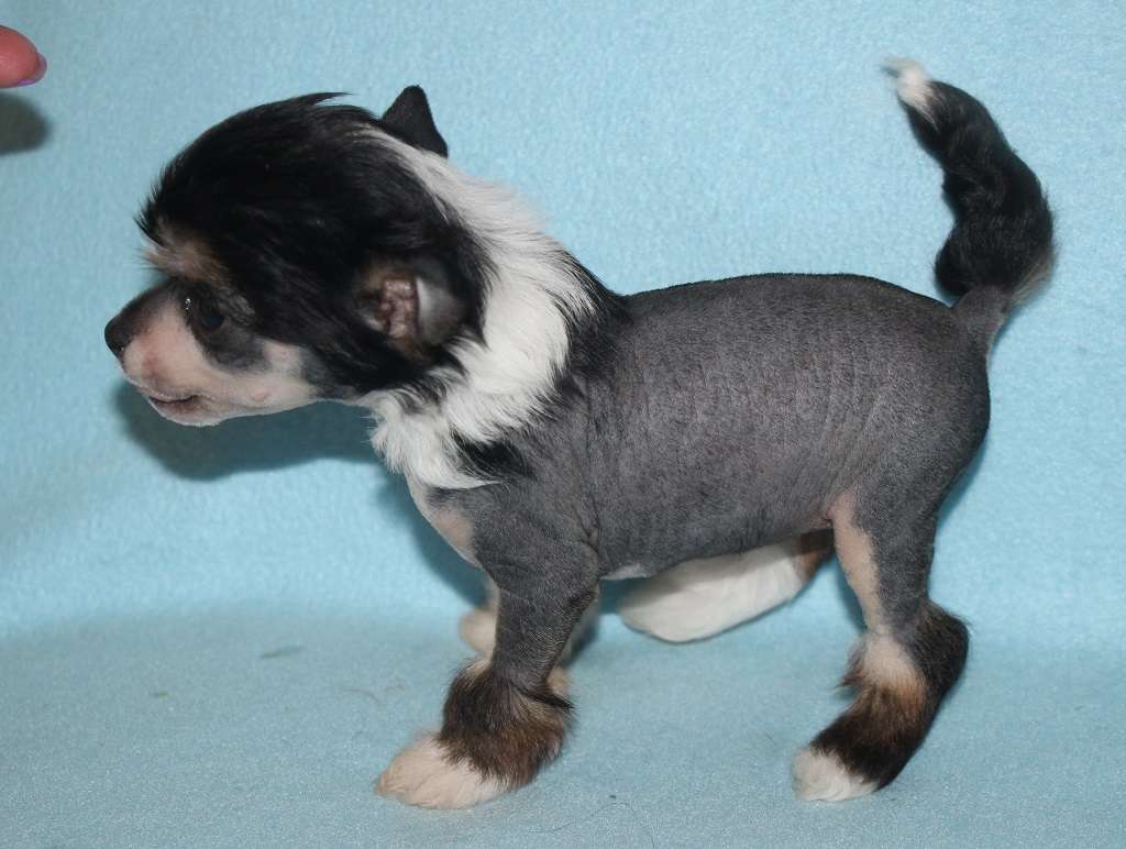 Guns of kisses de Almamasan