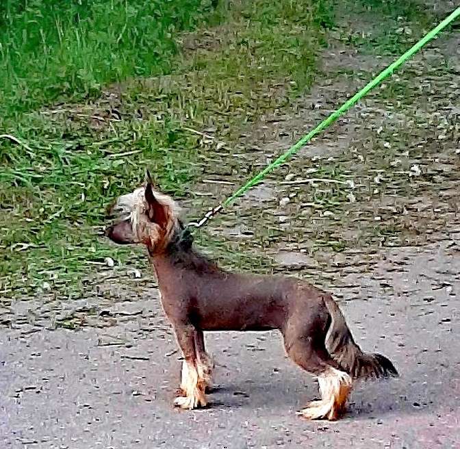 Leona Volshebnoye Chudo