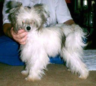 Mengshi Executive Decision