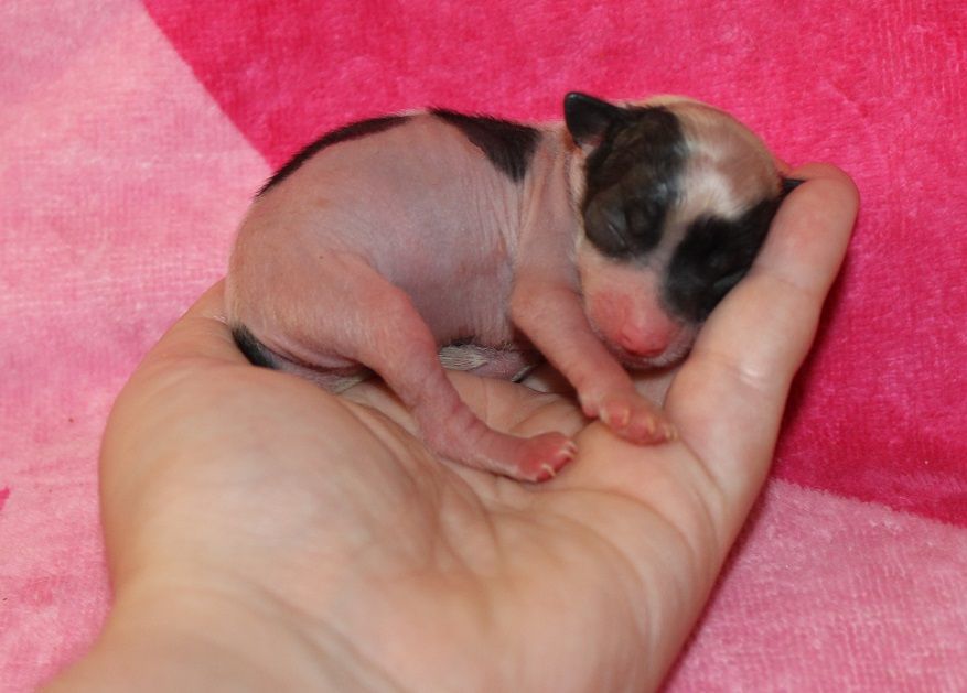 Oreo Cookie de L'Essence de Mon Tout