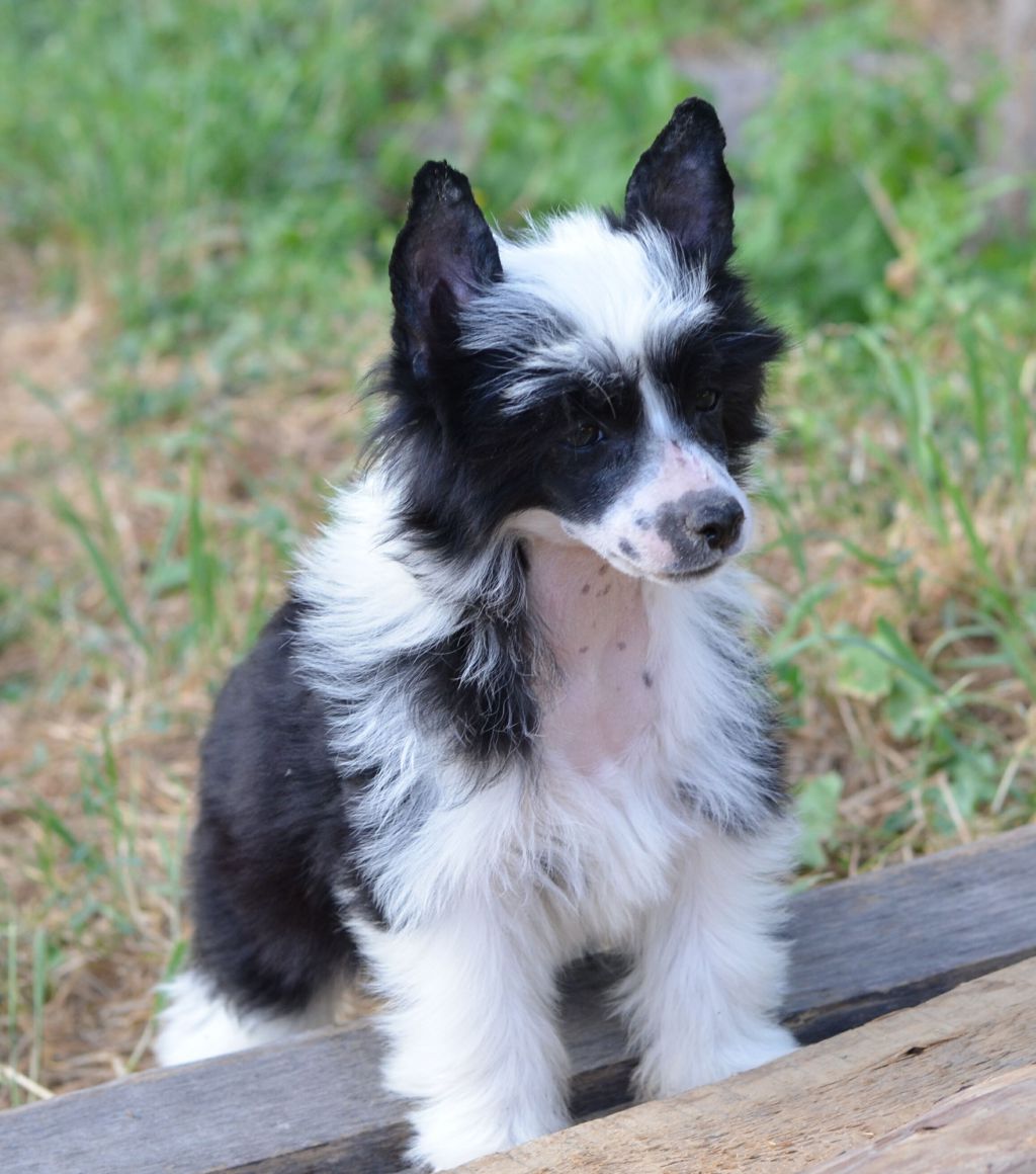 Legion Of Dream Tequila Love