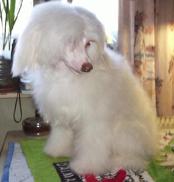 Vivat Sanraiz Intriga