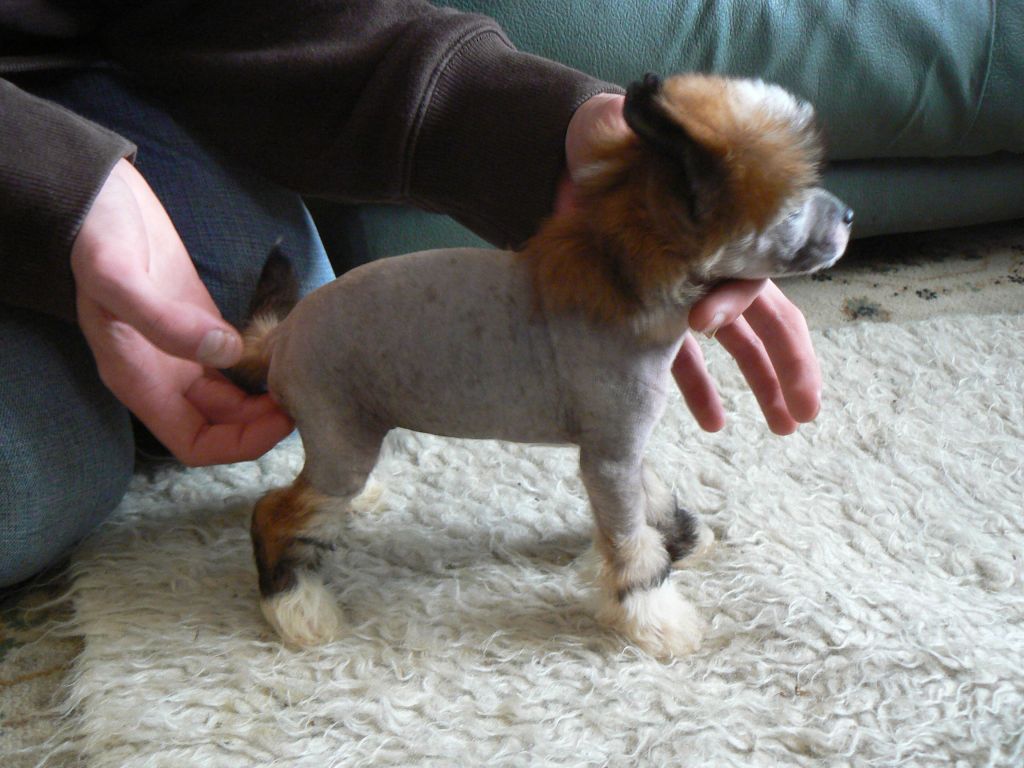 Doucai's Northern Princess