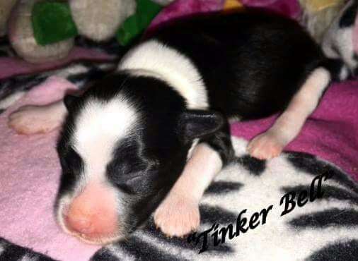 Mon petit chinois Tinker Bell