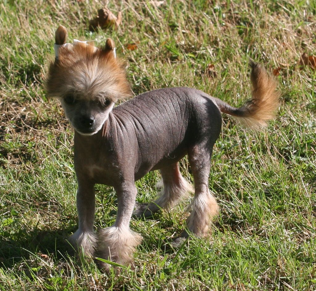 True power de Almamasan