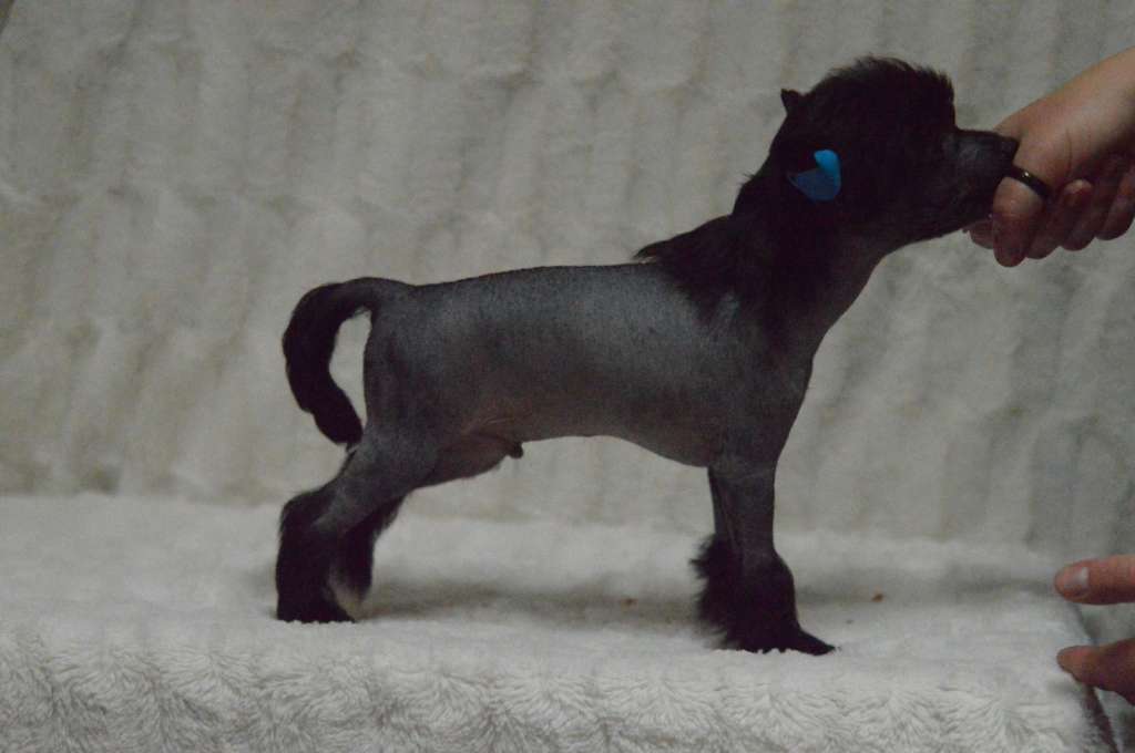 Kaitlin Anniversary Do-Si-Dude