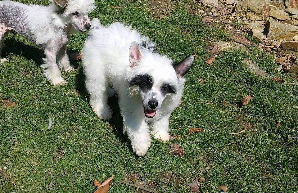 Gucci Rush z Andelovy dlane