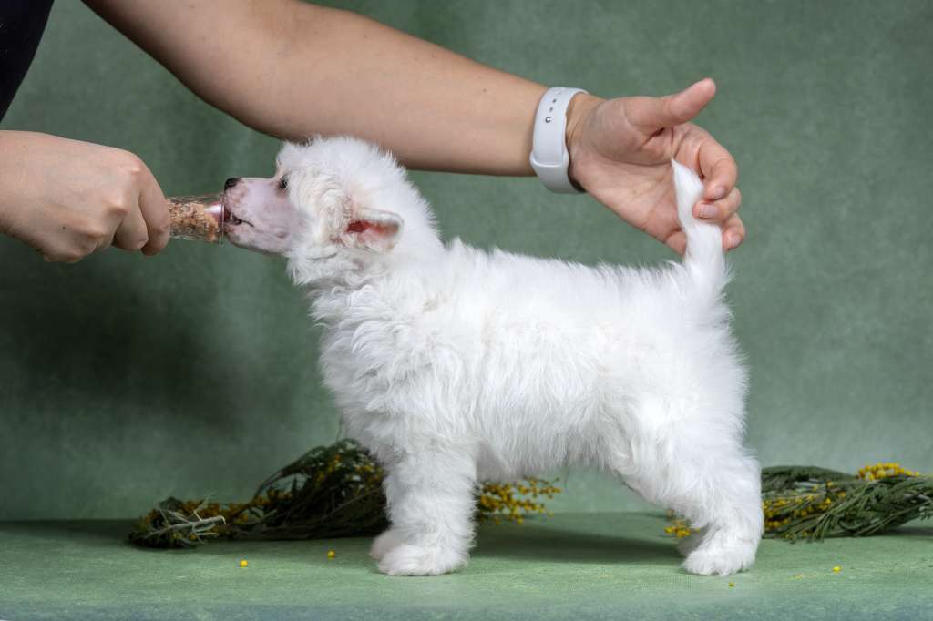 Marydance Quo  Vadis