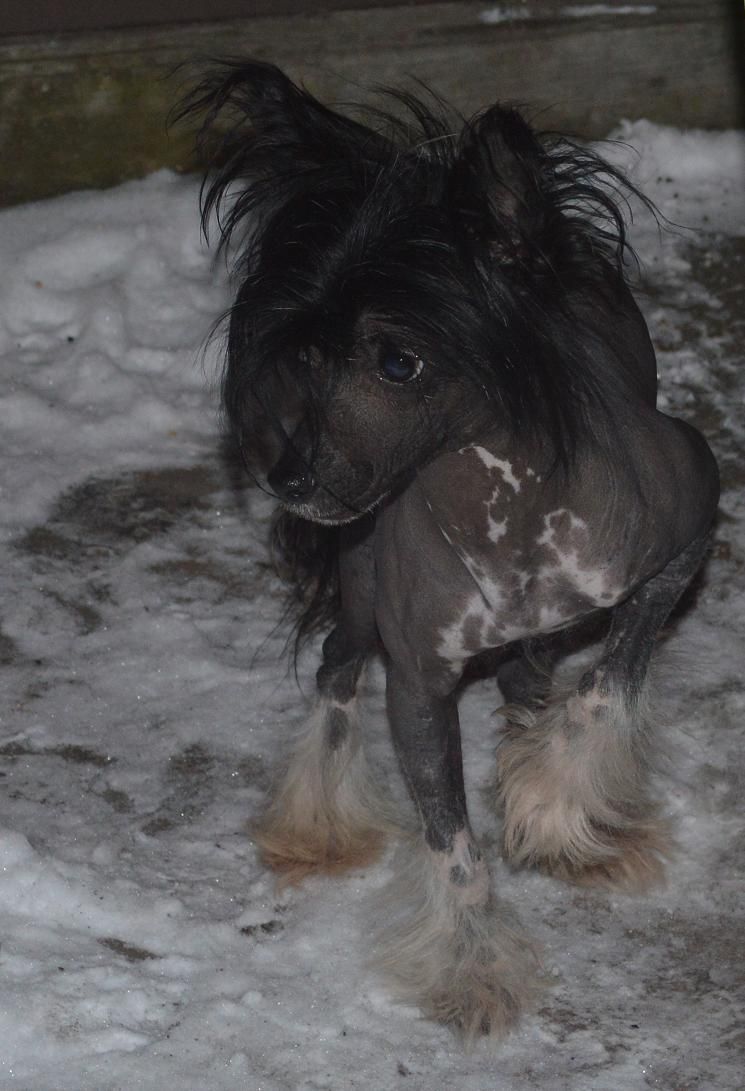 Kontroler Next Germanika