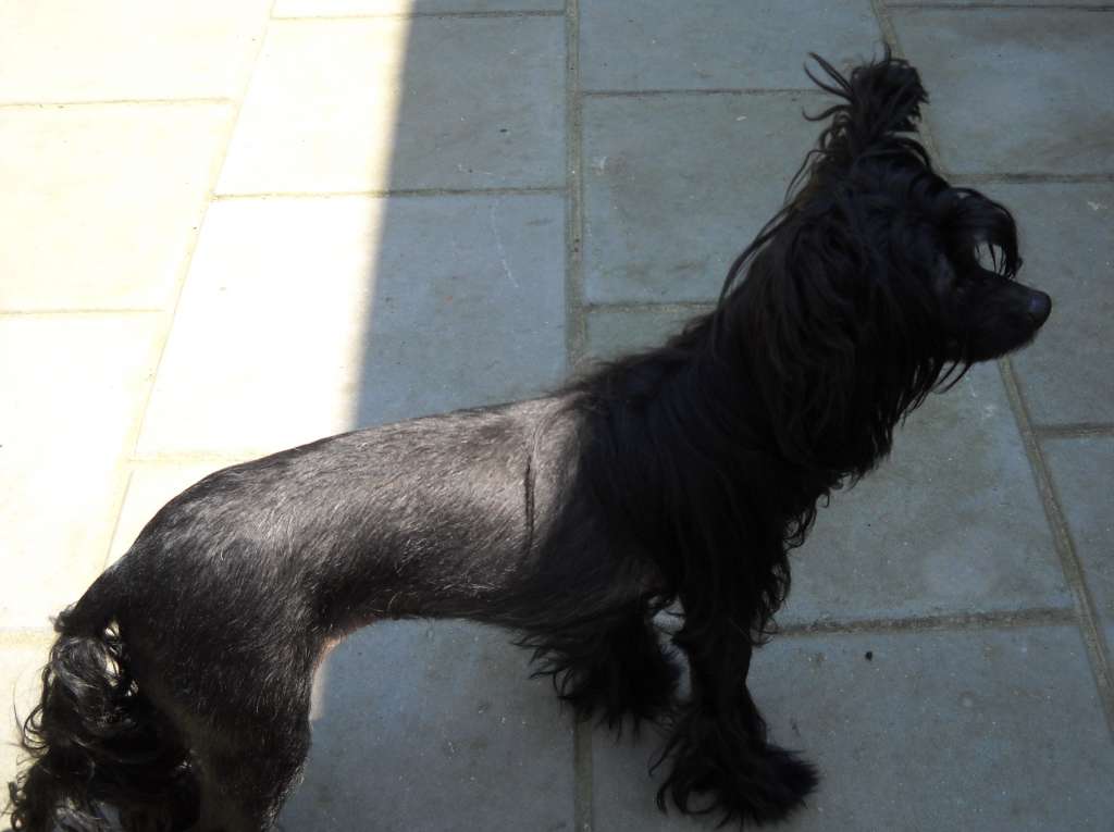 Diamond Hairy Spirit