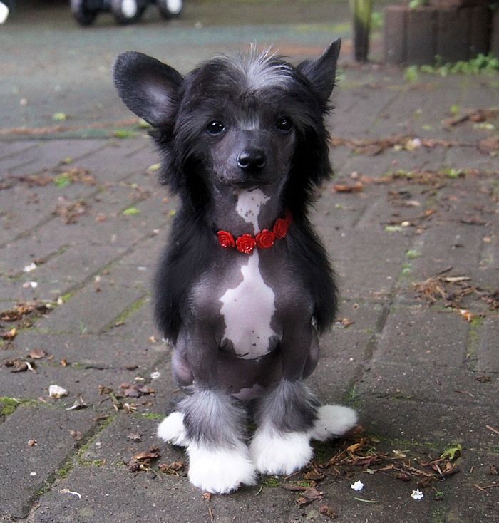 Rose The One von Shinbashi