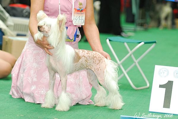 Dogland Happy Ispania