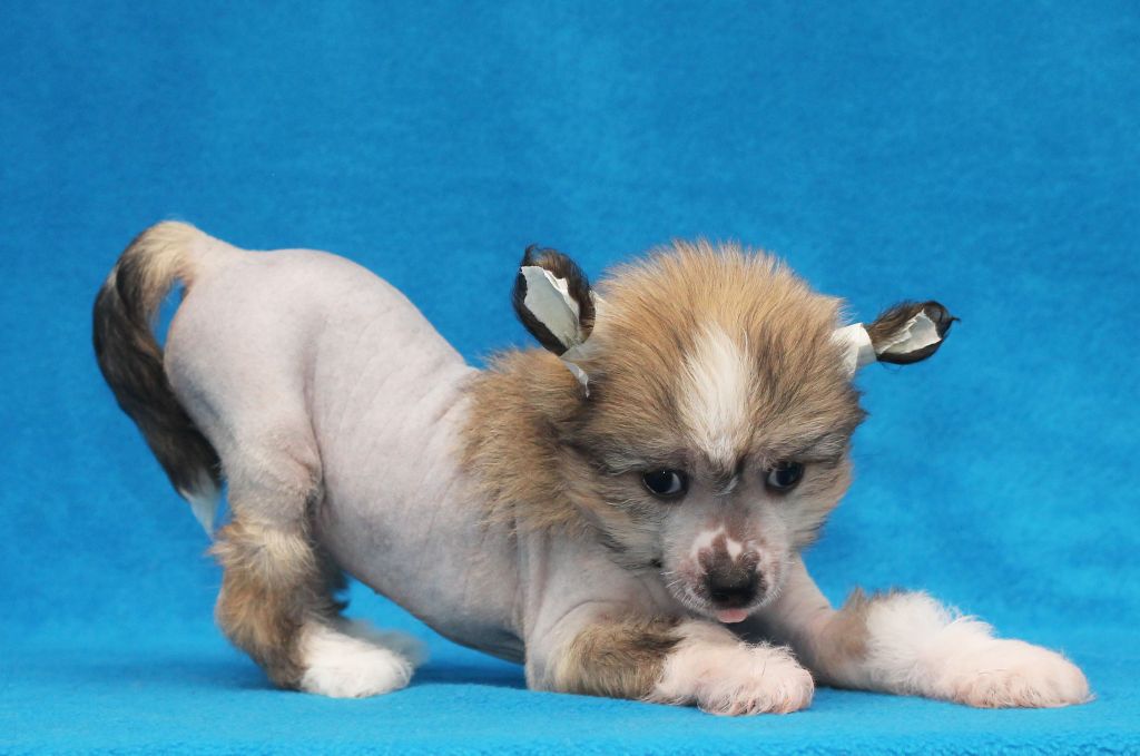 Lux Star Venera Dol'che Vita